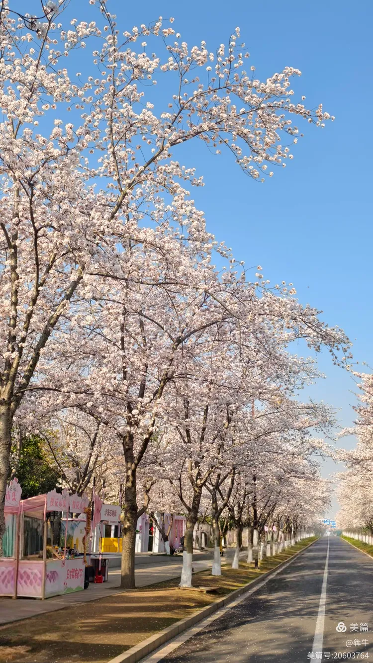 扬州鉴真樱花大道美不胜收